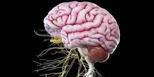 “پروتز” جدید مغز را برای یادآوری خاطرات خاص هک می کند